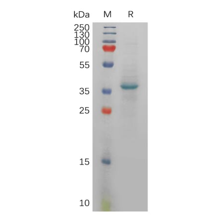SDS-PAGE - Recombinant Human SDF1 Protein (Fc Tag) (A317916) - Antibodies.com