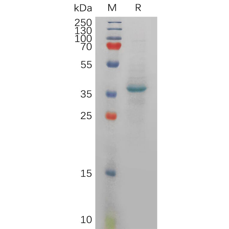 SDS-PAGE - Recombinant Human SDF1 Protein (Fc Tag) (A317916) - Antibodies.com