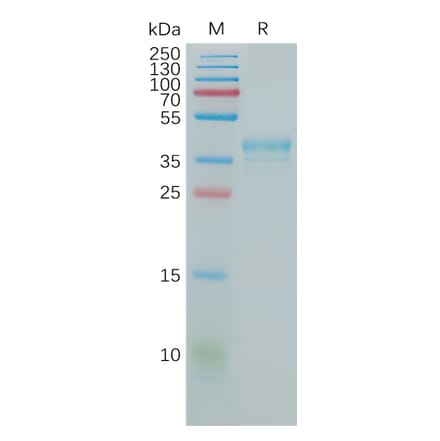 SDS-PAGE - Recombinant Human CCR5 Protein (Fc Tag) (A317920) - Antibodies.com