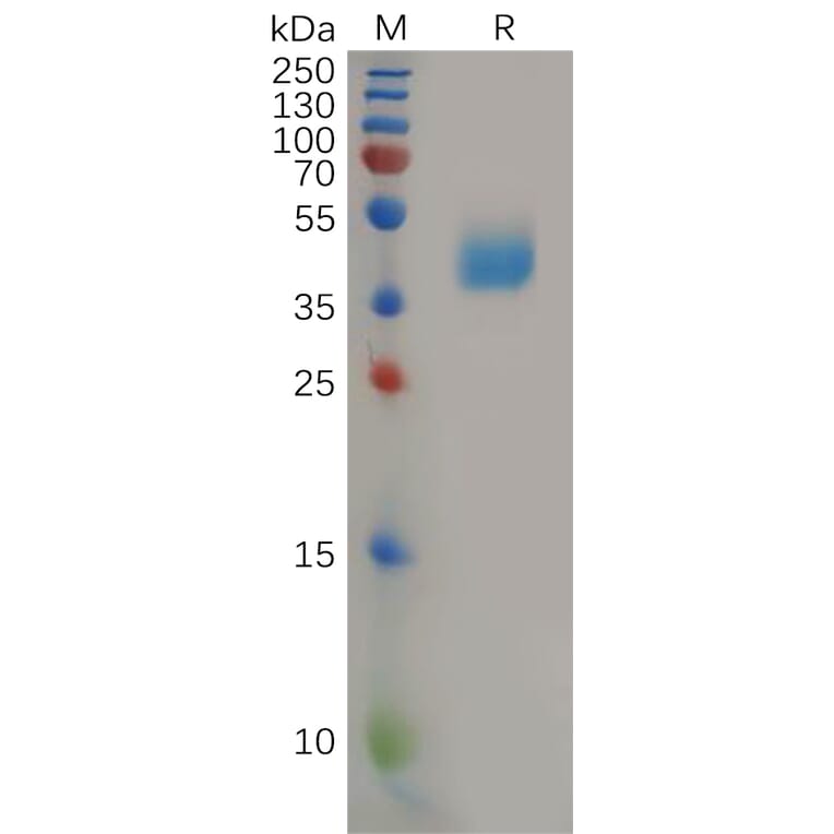 SDS-PAGE - Recombinant Human CCR2 Protein (Fc Tag) (A317921) - Antibodies.com