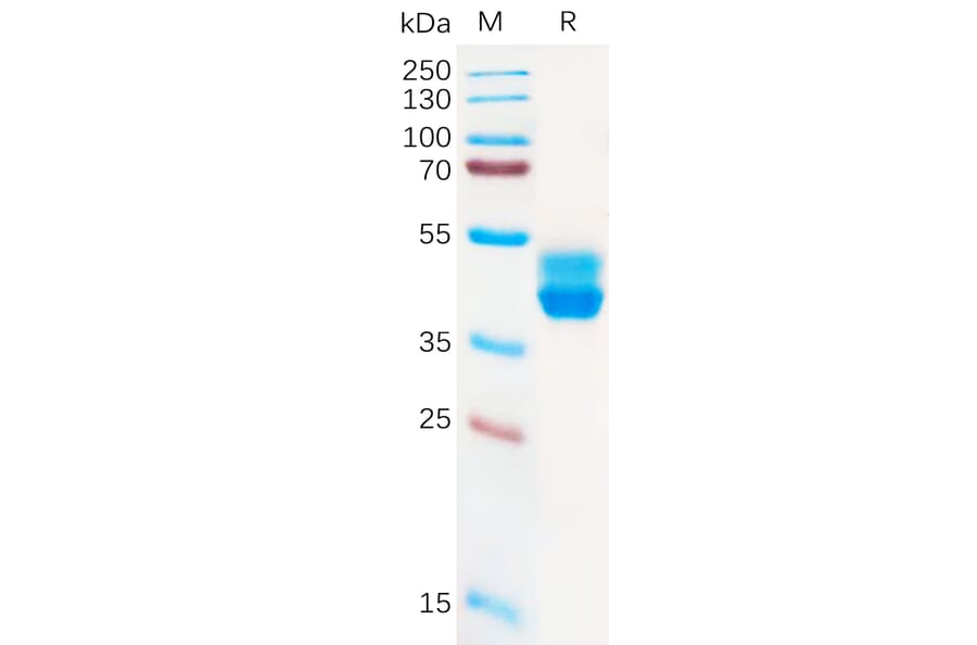 SDS-PAGE - Recombinant Human Cannabinoid Receptor II Protein (Fc Tag) (A317923) - Antibodies.com