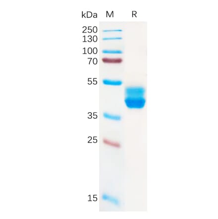 SDS-PAGE - Recombinant Human Cannabinoid Receptor II Protein (Fc Tag) (A317923) - Antibodies.com