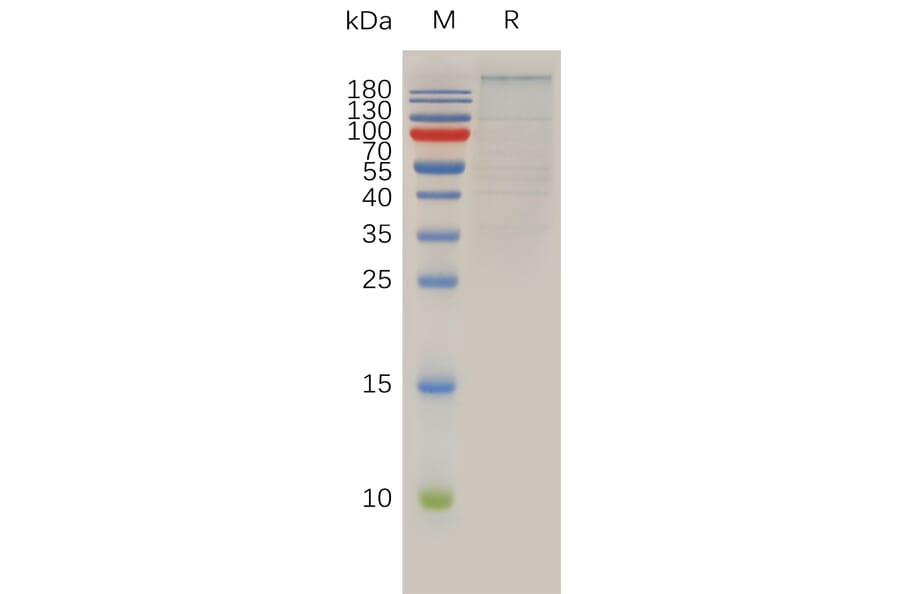 SDS-PAGE - Recombinant Human Brd4 Protein (Fc Tag) (A317925) - Antibodies.com