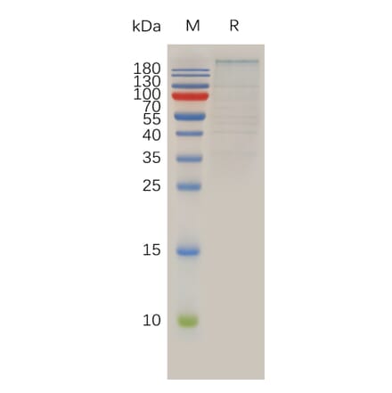 SDS-PAGE - Recombinant Human Brd4 Protein (Fc Tag) (A317925) - Antibodies.com