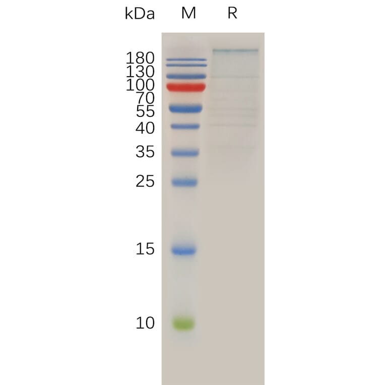 SDS-PAGE - Recombinant Human Brd4 Protein (Fc Tag) (A317925) - Antibodies.com
