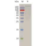 SDS-PAGE - Recombinant Human Brd4 Protein (Fc Tag) (A317925) - Antibodies.com
