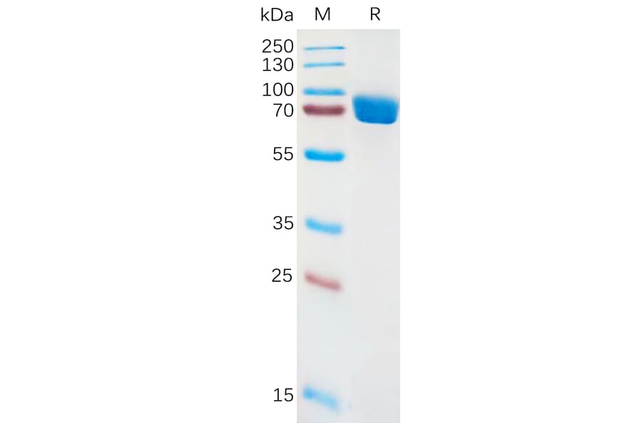SDS-PAGE - Recombinant Human IL1 Receptor I/IL-1R-1 Protein (Fc Tag) (A317928) - Antibodies.com