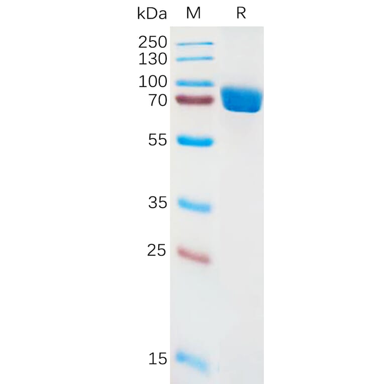SDS-PAGE - Recombinant Human IL1 Receptor I/IL-1R-1 Protein (Fc Tag) (A317928) - Antibodies.com