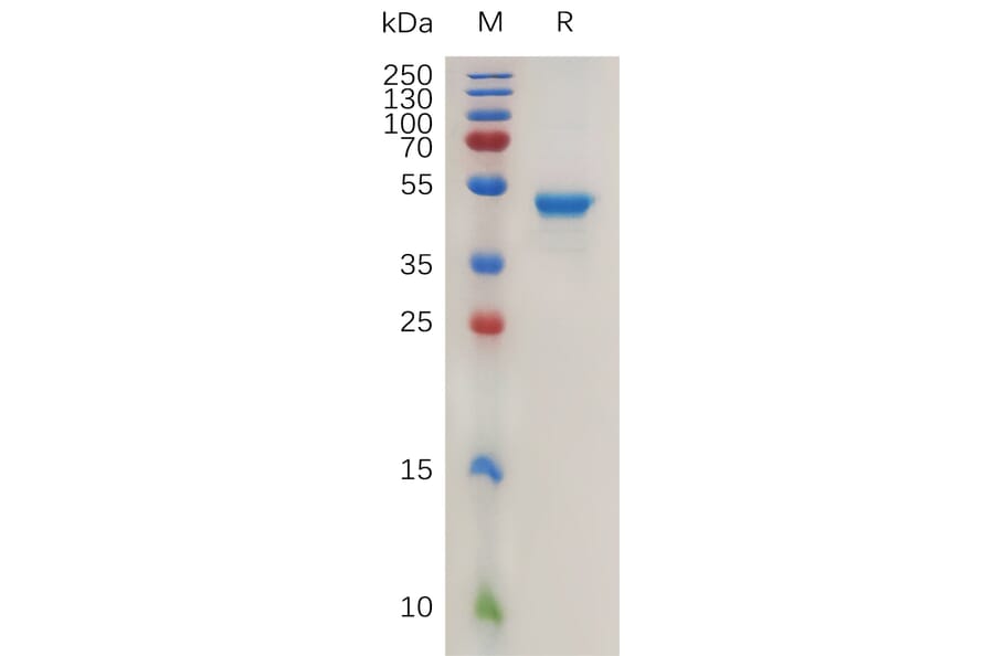 SDS-PAGE - Recombinant Human IL-17B Protein (Fc Tag) (A317929) - Antibodies.com