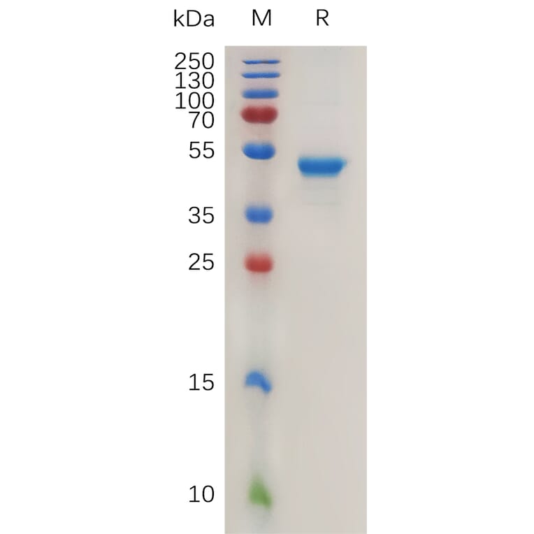 SDS-PAGE - Recombinant Human IL-17B Protein (Fc Tag) (A317929) - Antibodies.com