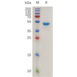 SDS-PAGE - Recombinant Human IL-17B Protein (Fc Tag) (A317929) - Antibodies.com