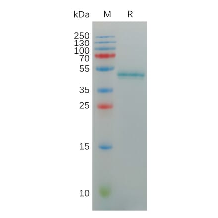 SDS-PAGE - Recombinant Human IL-17A Protein (Fc Tag) (A317930) - Antibodies.com