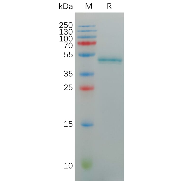SDS-PAGE - Recombinant Human IL-17A Protein (Fc Tag) (A317930) - Antibodies.com