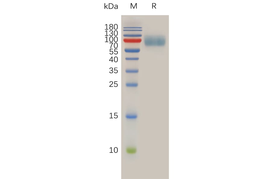 SDS-PAGE - Recombinant Human IL-10RA Protein (Fc Tag) (A317933) - Antibodies.com