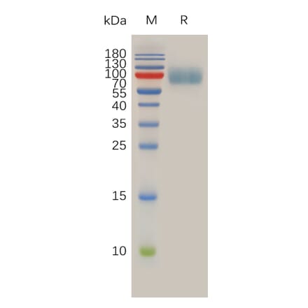 SDS-PAGE - Recombinant Human IL-10RA Protein (Fc Tag) (A317933) - Antibodies.com