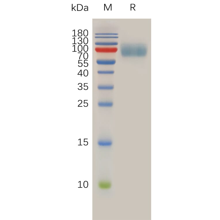SDS-PAGE - Recombinant Human IL-10RA Protein (Fc Tag) (A317933) - Antibodies.com
