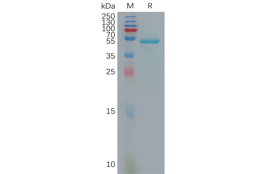 SDS-PAGE - Recombinant Human IL-10 Protein (Fc Tag) (A317934) - Antibodies.com