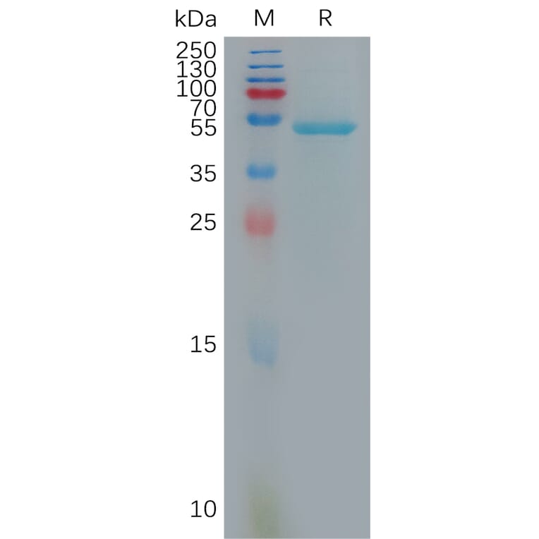 SDS-PAGE - Recombinant Human IL-10 Protein (Fc Tag) (A317934) - Antibodies.com