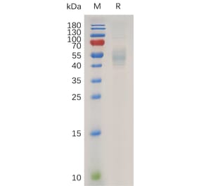SDS-PAGE - Recombinant Human IL-13 Protein (Fc Tag) (A317936) - Antibodies.com