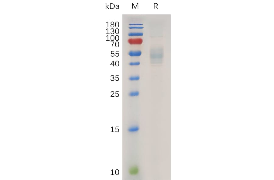 SDS-PAGE - Recombinant Human IL-13 Protein (Fc Tag) (A317936) - Antibodies.com