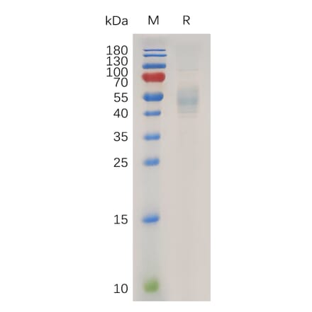 SDS-PAGE - Recombinant Human IL-13 Protein (Fc Tag) (A317936) - Antibodies.com