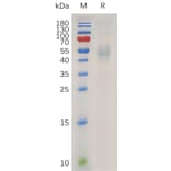 SDS-PAGE - Recombinant Human IL-13 Protein (Fc Tag) (A317936) - Antibodies.com