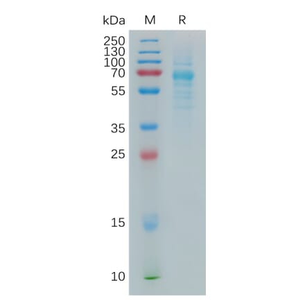 SDS-PAGE - Recombinant Human COLEC10 Protein (Fc Tag) (A317940) - Antibodies.com