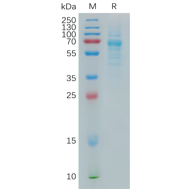 SDS-PAGE - Recombinant Human COLEC10 Protein (Fc Tag) (A317940) - Antibodies.com