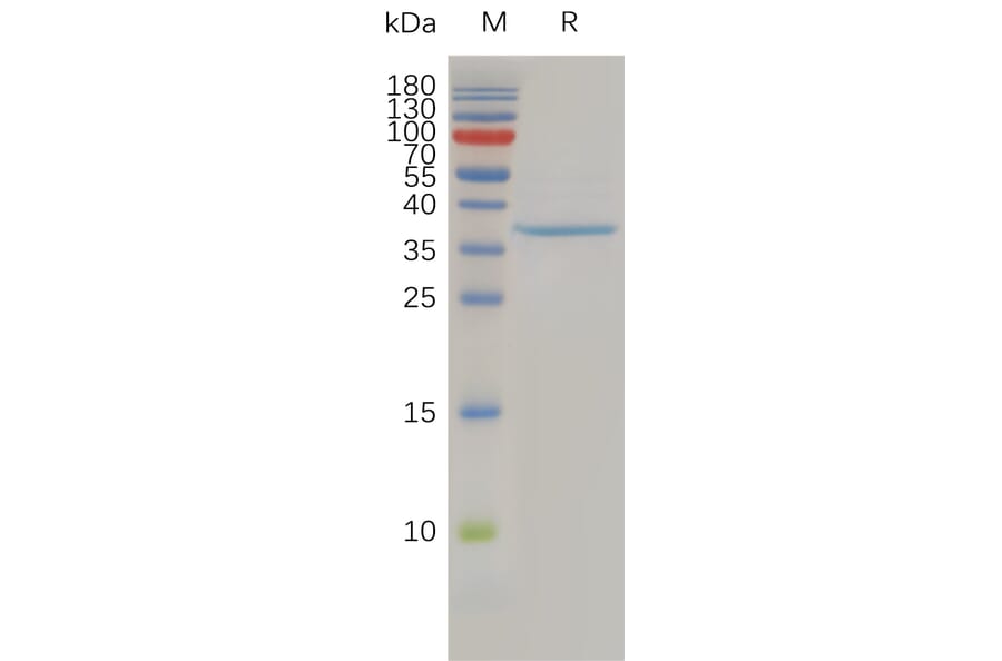 SDS-PAGE - Recombinant Human Claudin 3 Protein (Fc Tag) (A317941) - Antibodies.com