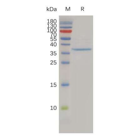 SDS-PAGE - Recombinant Human Claudin 3 Protein (Fc Tag) (A317941) - Antibodies.com