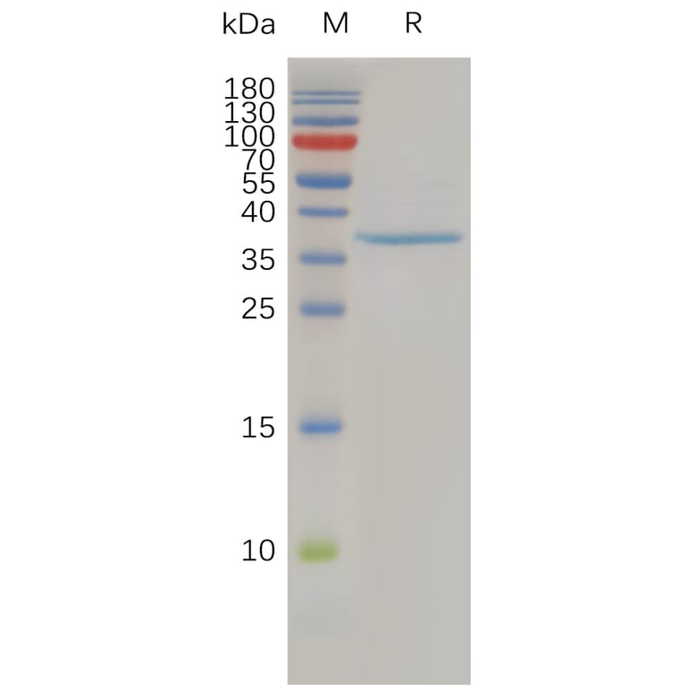 SDS-PAGE - Recombinant Human Claudin 3 Protein (Fc Tag) (A317941) - Antibodies.com