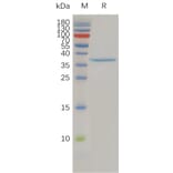 SDS-PAGE - Recombinant Human Claudin 3 Protein (Fc Tag) (A317941) - Antibodies.com