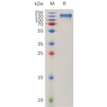 SDS-PAGE - Recombinant Human Integrin alpha V Protein (6xHis Tag) + Integrin beta 1 Protein (Fc Tag) Heterodimer (A317942) - Antibodies.com