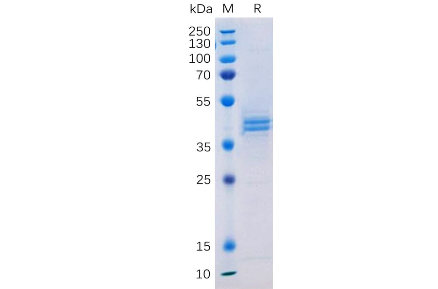 SDS-PAGE - Recombinant Human CD133 Protein (Fc Tag) (A317943) - Antibodies.com