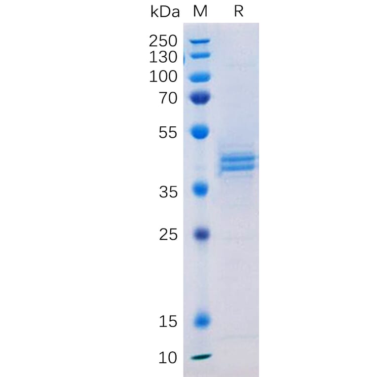 SDS-PAGE - Recombinant Human CD133 Protein (Fc Tag) (A317943) - Antibodies.com