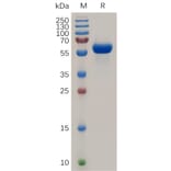 SDS-PAGE - Recombinant Human RANK Protein (Fc Tag) (A317946) - Antibodies.com