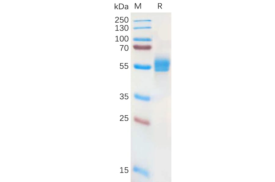 SDS-PAGE - Recombinant Human NKG2A Protein (Fc Tag) (A317948) - Antibodies.com