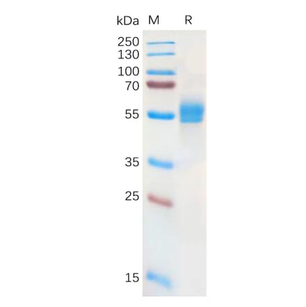 SDS-PAGE - Recombinant Human NKG2A Protein (Fc Tag) (A317948) - Antibodies.com