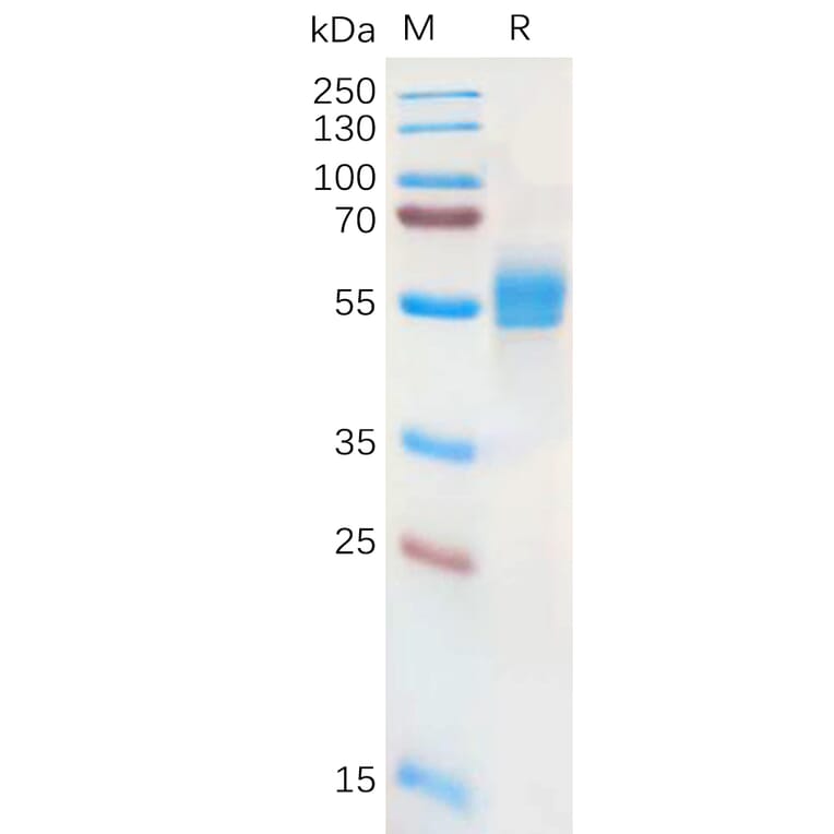 SDS-PAGE - Recombinant Human NKG2A Protein (Fc Tag) (A317948) - Antibodies.com