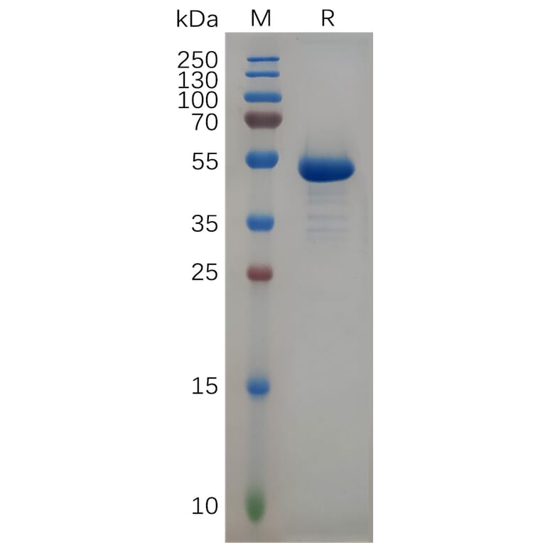 SDS-PAGE - Recombinant Human CD99 Protein (Fc Tag) (A317950) - Antibodies.com