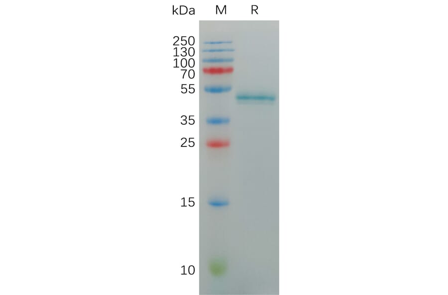 SDS-PAGE - Recombinant Human CD127 Protein (Fc Tag) (A317953) - Antibodies.com