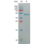 SDS-PAGE - Recombinant Human CD127 Protein (Fc Tag) (A317953) - Antibodies.com