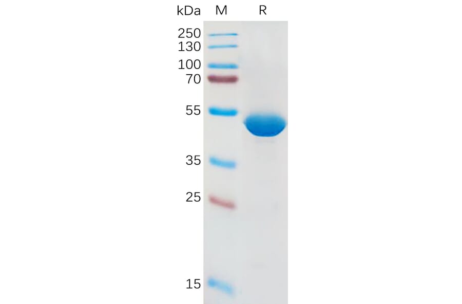 SDS-PAGE - Recombinant Human IL-1 beta Protein (Fc Tag) (A317954) - Antibodies.com
