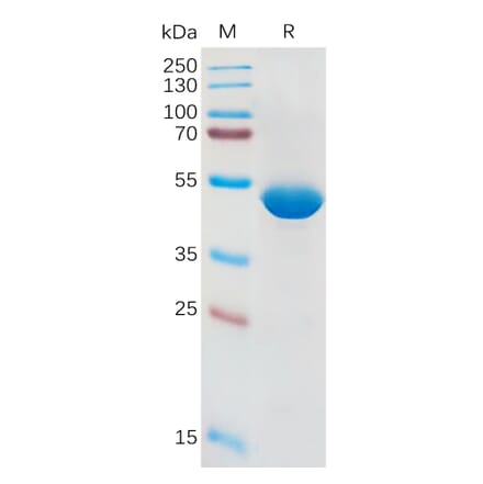 SDS-PAGE - Recombinant Human IL-1 beta Protein (Fc Tag) (A317954) - Antibodies.com