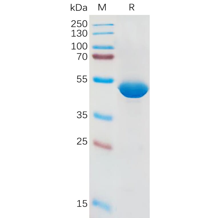 SDS-PAGE - Recombinant Human IL-1 beta Protein (Fc Tag) (A317954) - Antibodies.com