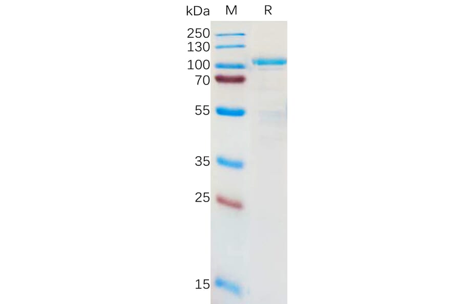 SDS-PAGE - Recombinant Human LRRC32 Protein (Fc Tag) (A317955) - Antibodies.com