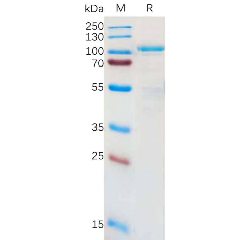 SDS-PAGE - Recombinant Human LRRC32 Protein (Fc Tag) (A317955) - Antibodies.com
