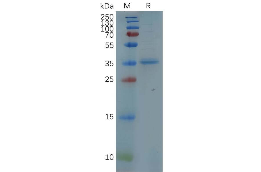 SDS-PAGE - Recombinant Human CXCR5 Protein (Fc Tag) (A317956) - Antibodies.com