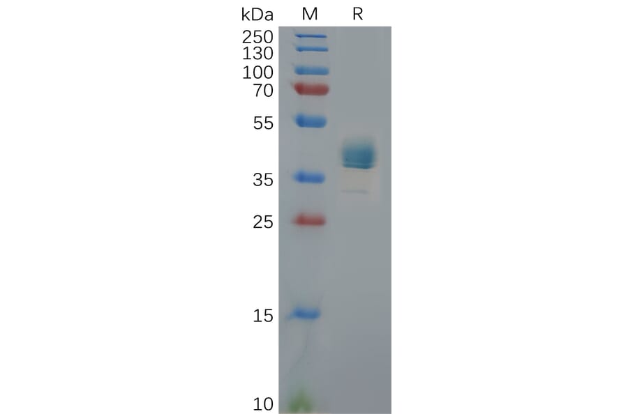 SDS-PAGE - Recombinant Human CXCR3 Protein (Fc Tag) (A317958) - Antibodies.com