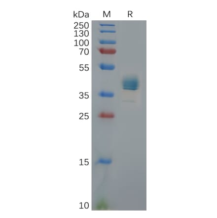 SDS-PAGE - Recombinant Human CXCR3 Protein (Fc Tag) (A317958) - Antibodies.com